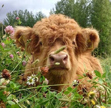 Load image into Gallery viewer, Fanyil™ Highland Cow Plush Toy - Libiyi