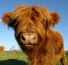 Load image into Gallery viewer, Fanyil™ Highland Cow Plush Toy - Libiyi